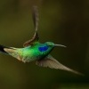 Kolibrik modrouchy - Colibri cyanotus - Lesser Violetear 6209